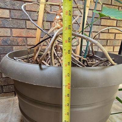 Large Indoor Plant