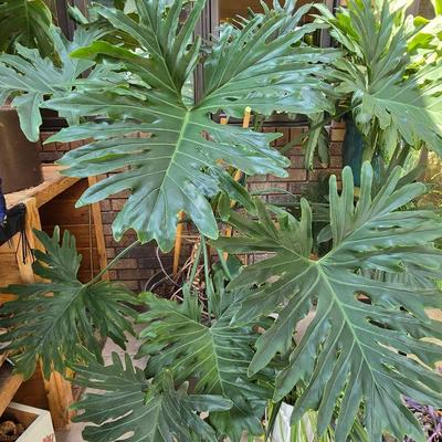 Large Indoor Plant