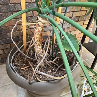 Large Indoor Plant