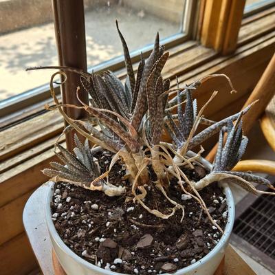 Indoor Plant