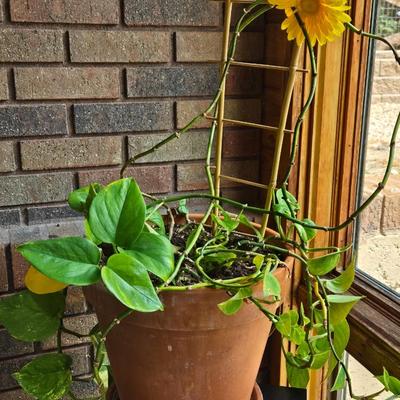 Indoor Ivy