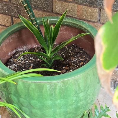 Indoor Plant in Green Ceramic Planter