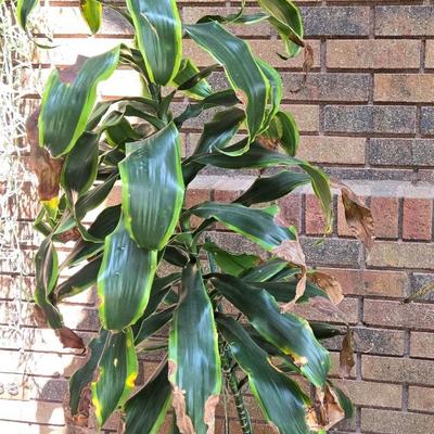 Indoor Plant