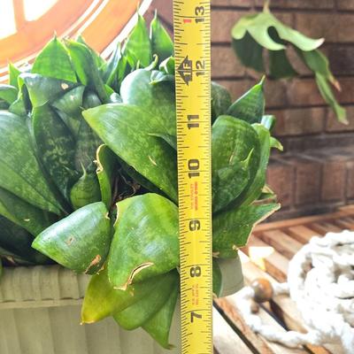 Indoor Plant