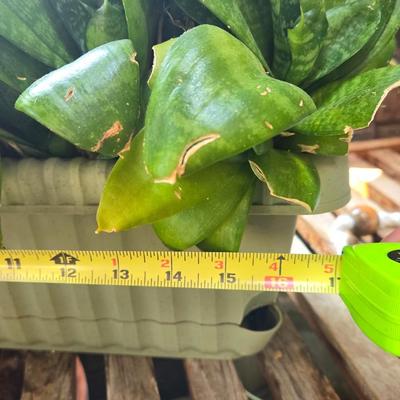 Indoor Plant