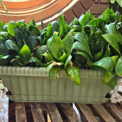 Indoor Plant