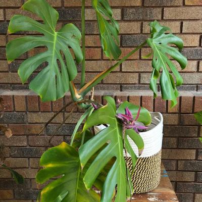 Indoor Plant