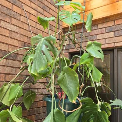 Large Indoor Plant