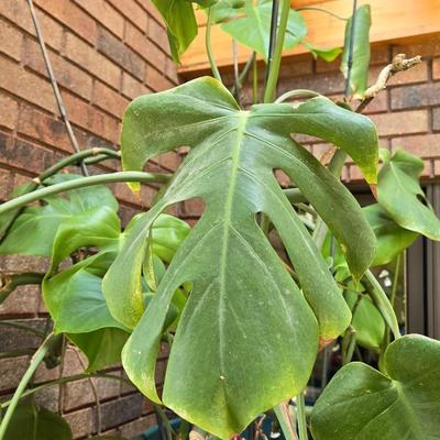Large Indoor Plant
