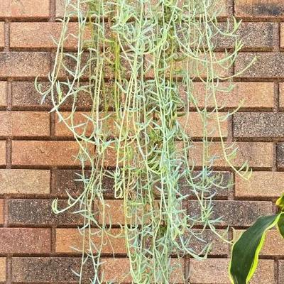 Indoor Hanging Plant