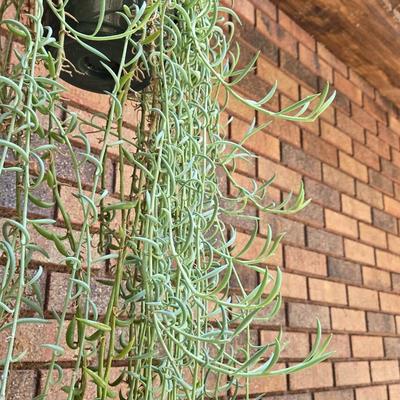 Indoor Hanging Plant