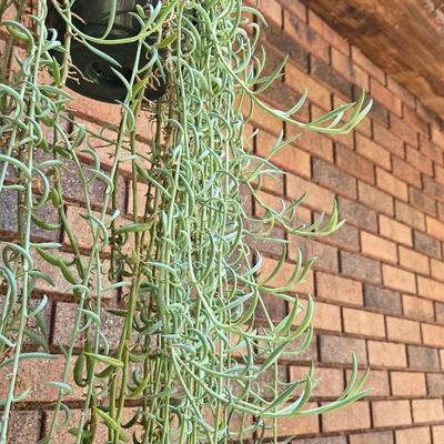 Indoor Hanging Plant