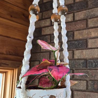 Hanging Plant With Macrame Hanger