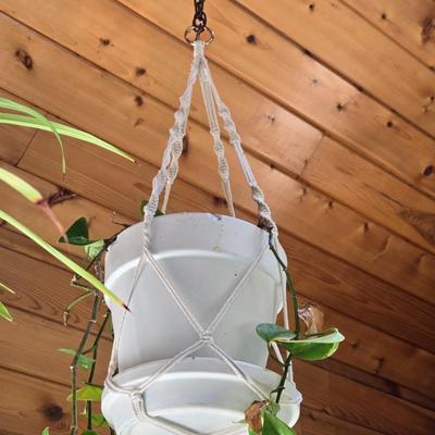 Hanging Ivy with Macrame Hanger