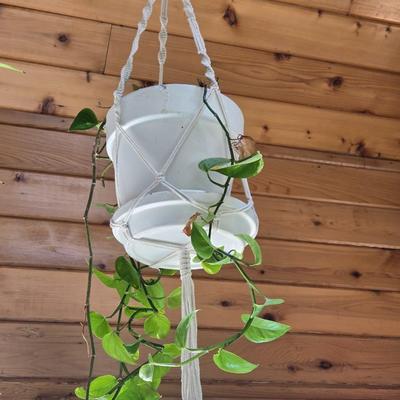 Hanging Ivy with Macrame Hanger