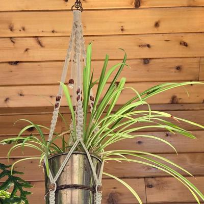 Hanging Plant With Macrame Hanger