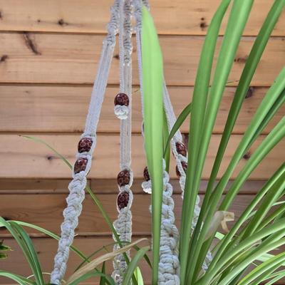 Hanging Plant With Macrame Hanger
