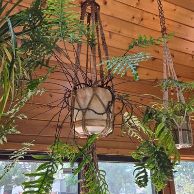 Hanging Plant With Macrame Hanger