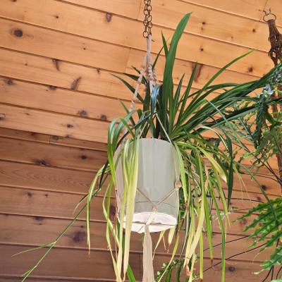 Hanging Indoor Plant with Macrame Hanger