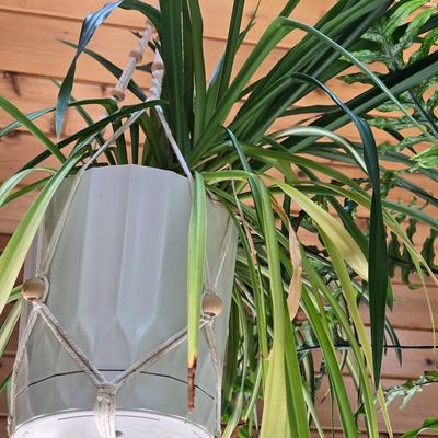 Hanging Indoor Plant with Macrame Hanger