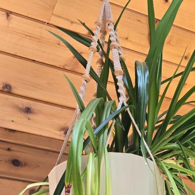 Hanging Indoor Plant with Macrame Hanger