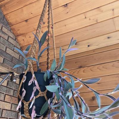 Hanging Indoor Plant with Macrame Hanger