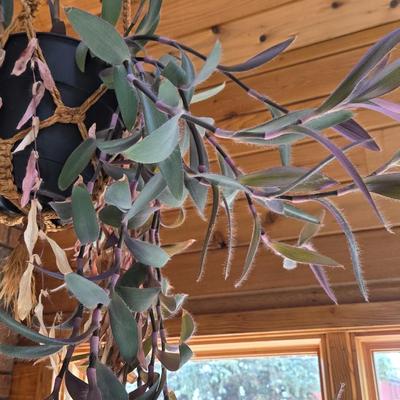 Hanging Indoor Plant with Macrame Hanger