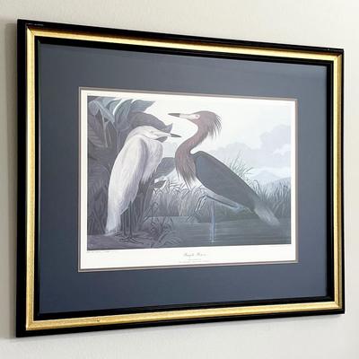 JJ AUDUBON ~ “Purple Heron” ~ Framed Print