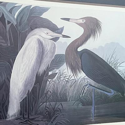 JJ AUDUBON ~ “Purple Heron” ~ Framed Print