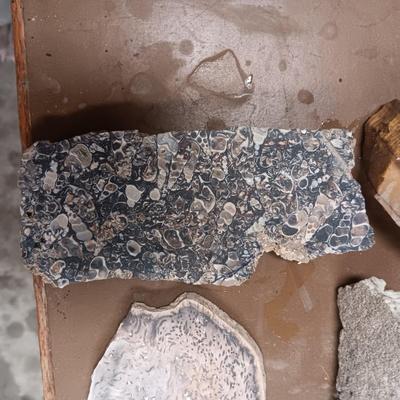 UNIQUE ROCKS & FOSSIL