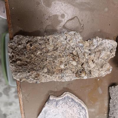 UNIQUE ROCKS & FOSSIL