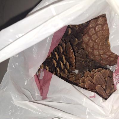 Pinecone lot