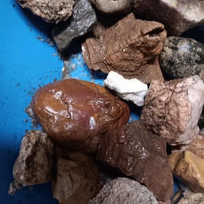 MEDIUM SIZE ROCKS (8)