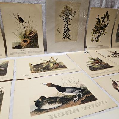 Collection of Bird & Insect Prints (BS-JS)