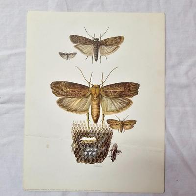 Collection of Bird & Insect Prints (BS-JS)