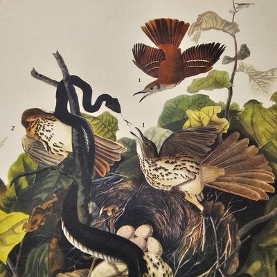 Collection of Bird & Insect Prints (BS-JS)