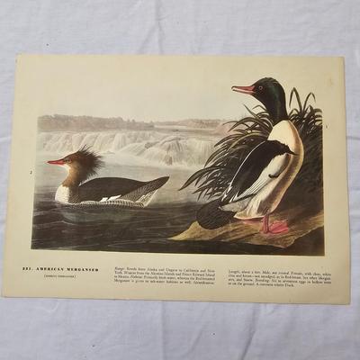 Collection of Bird & Insect Prints (BS-JS)