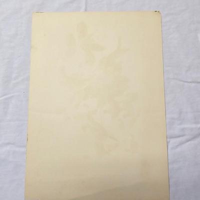 Collection of Bird & Insect Prints (BS-JS)