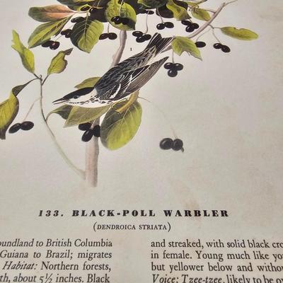 Collection of Bird & Insect Prints (BS-JS)