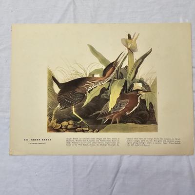 Collection of Bird & Insect Prints (BS-JS)