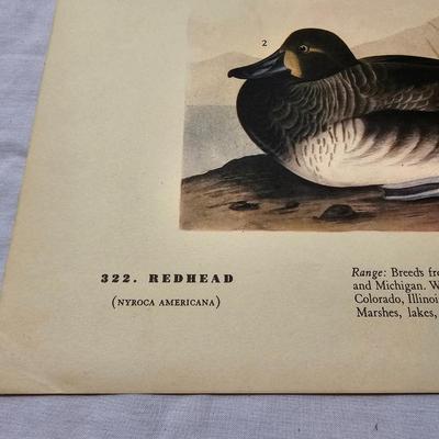 Collection of Bird & Insect Prints (BS-JS)