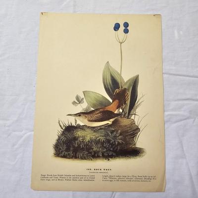 Collection of Bird & Insect Prints (BS-JS)