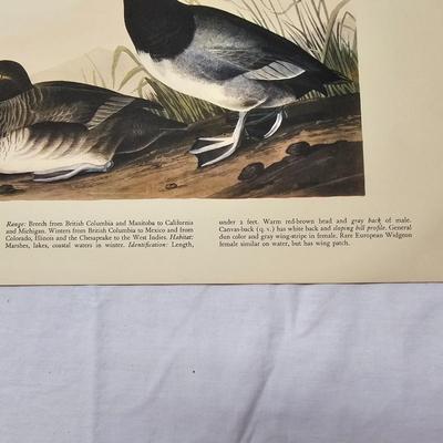 Collection of Bird & Insect Prints (BS-JS)