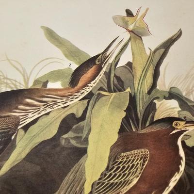 Collection of Bird & Insect Prints (BS-JS)