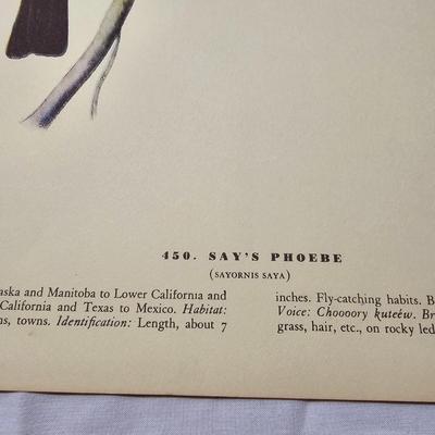 Collection of Bird & Insect Prints (BS-JS)