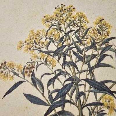 Collection of Bird & Insect Prints (BS-JS)