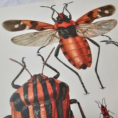 Collection of Bird & Insect Prints (BS-JS)