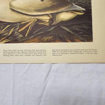 Collection of Bird & Insect Prints (BS-JS)