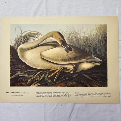 Collection of Bird & Insect Prints (BS-JS)