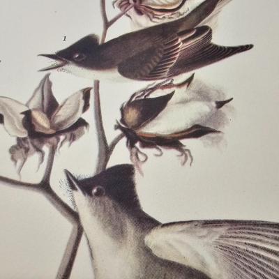 Collection of Bird & Insect Prints (BS-JS)